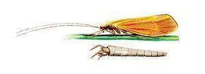Triaenodes bicolor Larwy budują przenośne domki, są fitofagami i rozdrabniaczami.