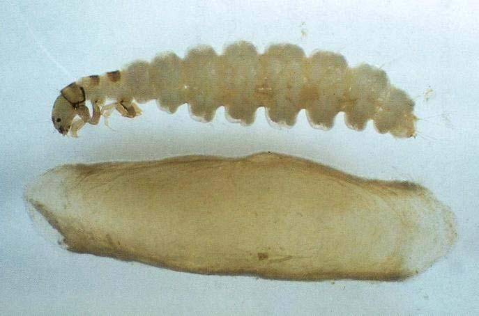 Agraylea sexmaculata Larwy budują przenośne domki, są glonopijnymi rozdrabniaczami.