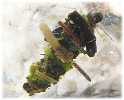 Limnephilus stigma Larwy budują przenośne domki, są detrytofagiczne lub polifagiczne, rozdrabniacze. Limneksen, typowy dla turzycowych zbiorników okresowych i astatycznych.