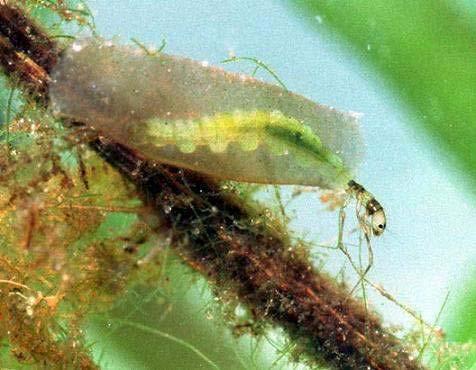 Tricholeiochiton fagesii Larwy budują przenośne domki, są glonopijnymi rozdrabniaczami. Limnebiont, być może tyrfofilny. Zasiedla jeziora i roślinność rzek.