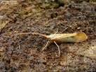 Limnephilus flavicornis Larwy budują przenośne domki, są detrytofagiczne lub polifagiczne, rozdrabniacze. Występują we wszystkich typach wód śródlądowych.