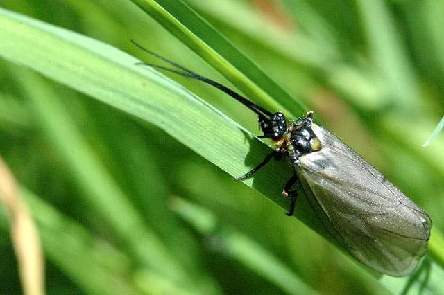Limnephilus nigriceps Larwy budują przenośne domki, są detrytofagiczne lub polifagiczne, rozdrabniacze.