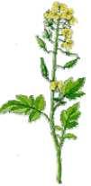 27 Gorczyca Mustard Moutarde Sinapis Alba Lucerna Alfalfa Lucerna Medicago Sativa Koniczyna czerwona Red Clover Trèfle Rouge