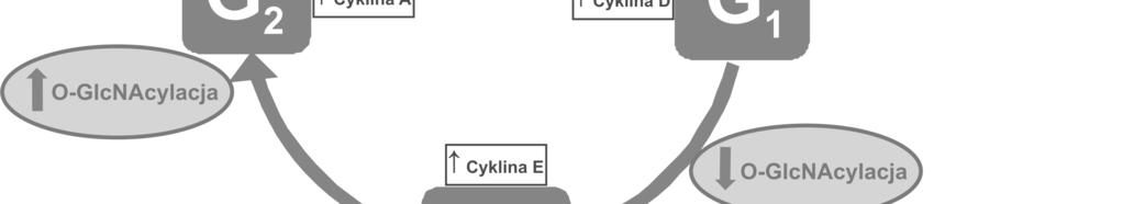 Poziom O-GlcNAcylacji w fazie M pozostaje do tej pory niezbadany, aczkolwiek wiadomo, że odpowiedni poziom enzymów