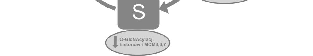 Impact of O-GlcNAcylation on cell cycle progression.
