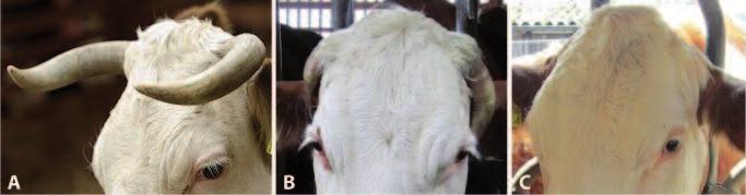 Ryc. 3. Dystrybucja wariantów mutacji bezrożności (polled) u europejskich ras bydła Medugorac i wsp. (2012), https://doi.org/10.1371/journal.pone.