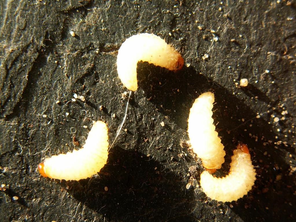 org/wiki/otiorhynchus_sulcatus Opuchlaki - larwy