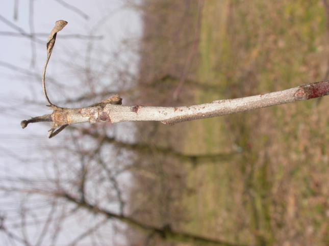 Terminy lustracji i zabiegów ochronnych Wczesną wiosną pędy z objawami srebrzenia, a w okresie przed kwitnieniem młode pędy z widocznymi objawami mączniaka (od infekcji pierwotnych) powinny być