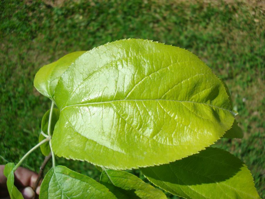 organicznej) i liści (zawartość N w ich tkankach) oraz ocenę wizualną rośliny (wygląd liści oraz siłę wzrostu).