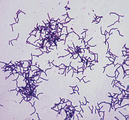 Mycelia originate from fragments of the