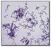 nonspore-forming.