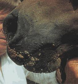Dermatophilus congolensis Dermatofiloza jest wysiękową chorobą skóry o ostrym lub przewlekłym przebiegu i występuje głównie w krajach o ciepłym klimacie.