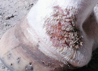 Gruda Dermatofiloza u koni nazywana bywa grudą Najbardziej narażone miejsca to pęciny, piętki oraz