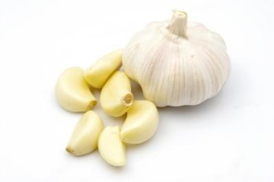Metodyka MATERIAŁ ROŚLINNY Ornak Jarus