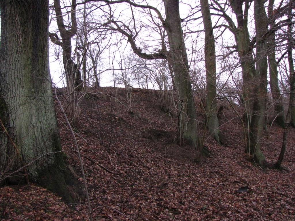 Fot. 2. Fragment fitocenozy suboceanicznego grądu Stellario - Carpinetum (siedlisko przyrodnicze kod 9160) na stoku doliny Topieli w sąsiedztwie Stanomina.