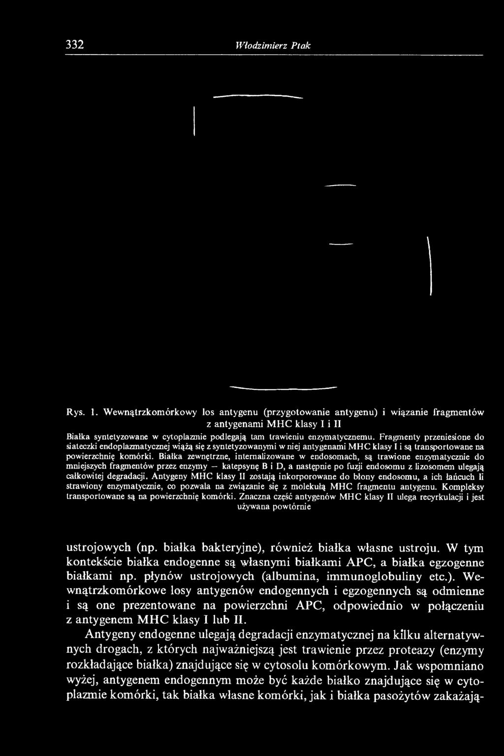 Fragmenty przeniesione do siateczki endoplazmatycznej wiążą się z syntetyzowanymi w niej antygenami MHC klasy I i są transportowane na powierzchnię komórki.