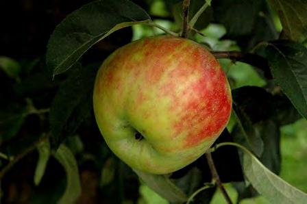 Grafsztynek inflancki Synonimy. Osiennoje polosatoje, Herbstreifling, Obreza, Kalwila ryżowa, Livländdischer Gravensteiner, Augustapfel streifling, Autumn Streaked Gravenstein, Rosenstreifling.