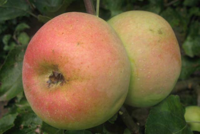 Kronselska Synonimy. Kronselskoje prozracznoje, Transparente de Creocels, Eisapfel aus Croncels, Cronselské, Apfel aus Croncels, Transparent de Croncels. Pochodzenie. Odmiana pochodzenia francuskiego.