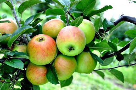 Królowa Renet Synonimy. Parména Zlatá, Parmien zołotoj zimnij, King of Pippins, Reine de Reinettes, Winter Goldparmäne. Pochodzenie.