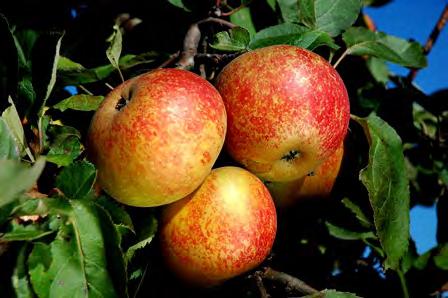 Piękna z Boskoop Synonimy: Piękna z Boskoop, Boskopskaja Krasawica, Bell de Boscoop, Boskopske, Reinette de Boskoop, Schöner aus Boskoop. Pochodzenie.