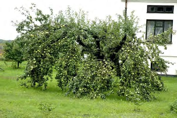 sienne płasko cebulowate, duże. Komory nasienne małe, dobrze rozwinięte, nieco popękane.