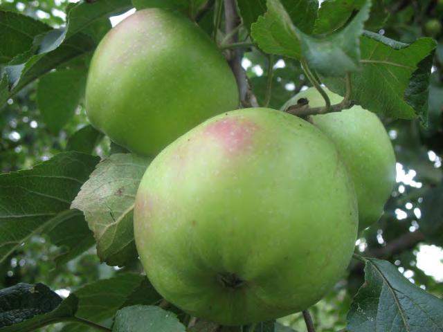 Boiken Synonimy: Złotka Boikena, Boikowo, Pomme Boiken, Boikenapfel. Pochodzenie. Odmiana pochodzenia niemieckiego, opisana po raz pierwszy w 1828 roku przez Schrödera. Drzewo. Rośnie umiarkowanie.