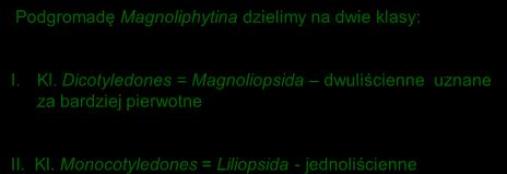 Podgromadę Magnoliphytina dzielimy na dwie klasy: I. Kl.