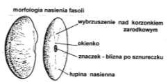 I. Klasa: Magnoliopsida dwuliścienne cechy charakterystyczne należy tu większość