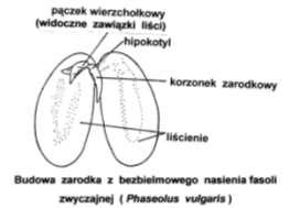 wtórny na grubość przez drewno wtórne zbudowane z naczyń obecność korzenia