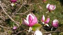Magnoliopsida -