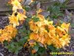 Ericaceae Cechy charakterystyczne: krzewy i