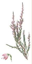 *K(4)C(4)A4+4G(4)   Ericaceae Rododendron sp.