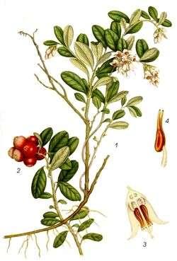 Podgromada Magnoliophytina okrytozalążkowe, Kl.