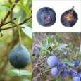 Vaccinioideae borówka bagienna Vaccinium palustris borówka żurawina