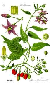 Podgromada Magnoliophytina