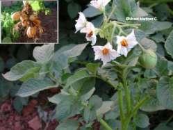 Solanum dulcamara   dwuliścienne