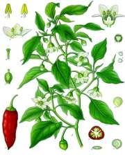 Podgromada Magnoliophytina