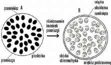 Klasa: Monocotyledones (=Lilipsida)