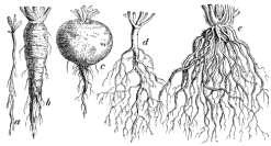 Liliopsida jednoliścienne Cechy