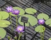 Magnoliophytina