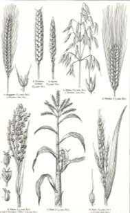 Poaceae Kwiatostany