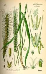 (spicula): a1 plewa dolna (gluma inferior) a2 plewa