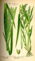 sativa    ryż
