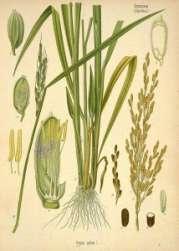 sativa proso