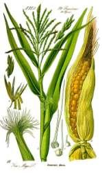 Rodzina trawy Poaceae - przykłady kukurydza zwyczajna Zea