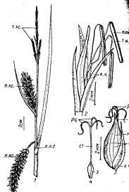 Rodzina turzycowate