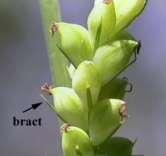 Carex sp.