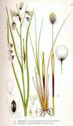 Cyperaceae - przykłady