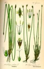 Eriophorum