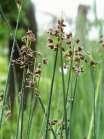 Cyperaceae -